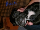 Small Photo #5 German Shorthaired Pointer-Golden Labrador Mix Puppy For Sale in AMES, IA, USA