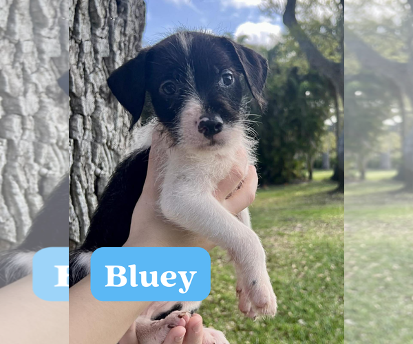 Medium Photo #1 Dachsador Puppy For Sale in Pompano Beach , FL, USA