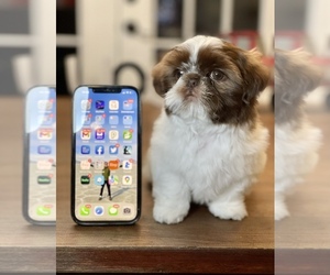 Shih Tzu Puppy for sale in SUGAR HILL, GA, USA