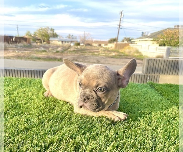Medium Photo #13 French Bulldog Puppy For Sale in MIAMI BEACH, FL, USA