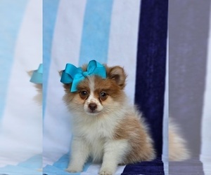 Pomeranian Puppy for sale in INDIANAPOLIS, IN, USA