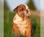 Small Photo #56 English Bulldog Puppy For Sale in WARSAW, IN, USA