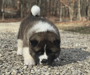 Medium Akita