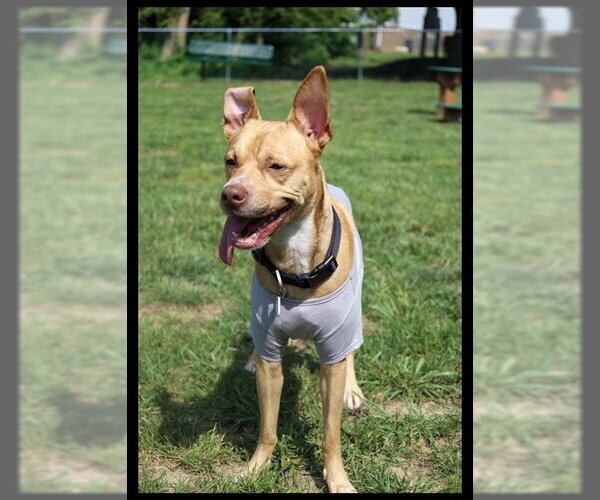 Medium Photo #3 - Mix Puppy For Sale in Forestville, MD, USA