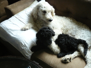 Mother of the Goldendoodle puppies born on 05/25/2016