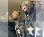 Small #1 American Pit Bull Terrier-Chocolate Labrador retriever Mix