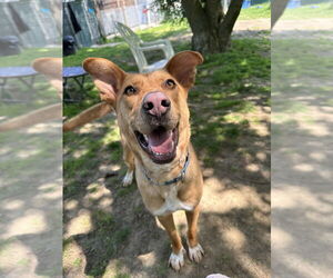 Charming Chance - Male Labrador Retriever-Unknown Mix Dog for Adoption - Photo #2