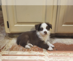 Miniature Australian Shepherd Puppy for sale in SWAN, TX, USA