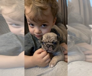 Pug Puppy for Sale in HAGERSTOWN, Maryland USA