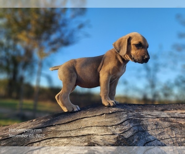 Medium Photo #3 Catahoula Leopard Dog Puppy For Sale in CUMBY, TX, USA