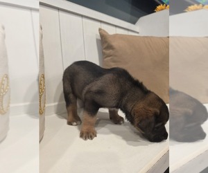 Medium Anatolian Shepherd-English Mastweiler Mix