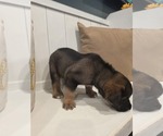 Puppy Bella Anatolian Shepherd-English Mastweiler Mix