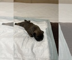 Small Photo #4 French Bulldog Puppy For Sale in CARROLLTON, TX, USA