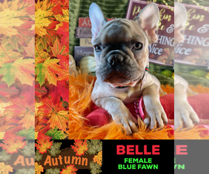 French Bulldog Puppy for sale in HEATHROW, FL, USA