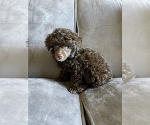 Poodle (Toy) Puppy for sale in HAYWARD, CA, USA