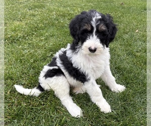 Medium Bernedoodle