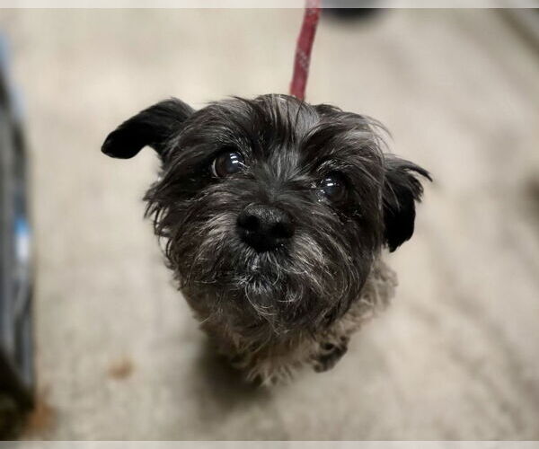 Medium Photo #4 Havamalt Puppy For Sale in Mount Laurel, NJ, USA