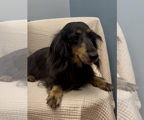 Medium Photo #3 Dachshund Puppy For Sale in Weston, FL, USA