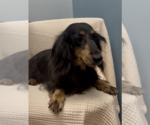 Small #2 Dachshund