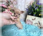 Small Photo #5 Chihuahua Puppy For Sale in TRACY, CA, USA