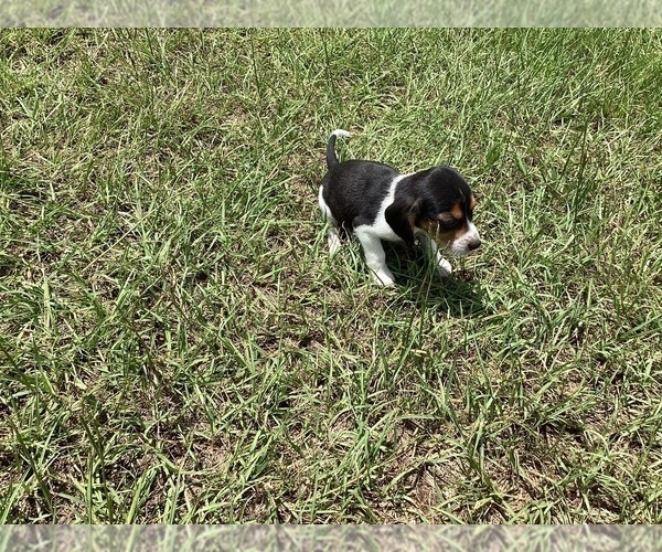 Medium Photo #20 Beagle Puppy For Sale in COLDSPRING, TX, USA