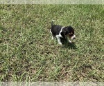 Small Photo #20 Beagle Puppy For Sale in COLDSPRING, TX, USA