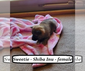 Shiba Inu Puppy for sale in ALPHA, KY, USA