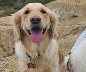 Golden Retriever Puppy for sale in SAN DIEGO, CA, USA