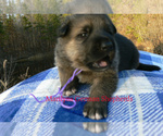 Small #5 German Shepherd Dog