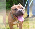 Small #35 Staffordshire Bull Terrier