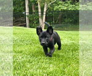 Labsky Dogs for adoption in Hillsboro, MO, USA