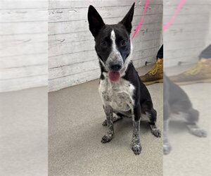 Mutt Dogs for adoption in San Bernardino, CA, USA