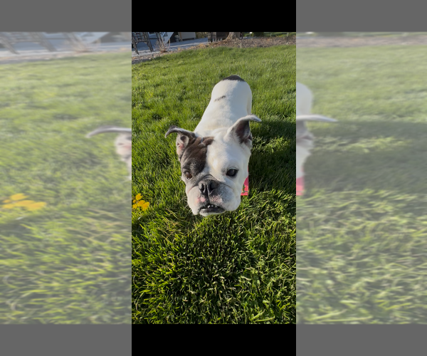 Medium Photo #3 Bulldog-Unknown Mix Puppy For Sale in Brewster, NY, USA