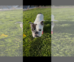 Small #2 Bulldog Mix