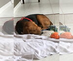 Small Photo #19 Beagle Puppy For Sale in Tampa, FL, USA