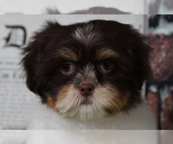 Medium Photo #2 Cava-Tzu Puppy For Sale in BEL AIR, MD, USA