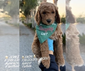 Goldendoodle Puppy for sale in NORCO, CA, USA