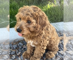 YorkiePoo Puppy for Sale in AMERICAN FORK, Utah USA