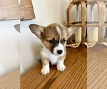 Small Photo #20 Pembroke Welsh Corgi Puppy For Sale in ROCK VALLEY, IA, USA