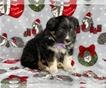 Small Photo #1 Australian Cattle Dog-Border Collie Mix Puppy For Sale in LANCASTER, PA, USA