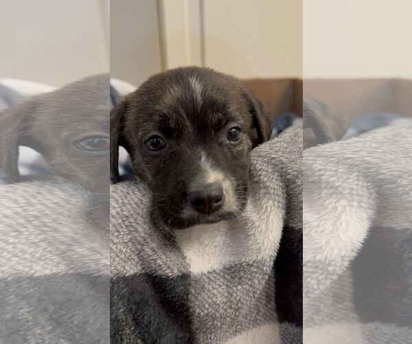 Medium Photo #2 Toy Rat Doxie Puppy For Sale in Holly Springs, NC, USA