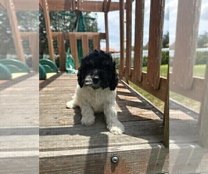 Cock-A-Poo Puppy for sale in LAKELAND, FL, USA