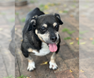 Wally - Male Dachshund-Unknown Mix Dog for Adoption - Photo #2