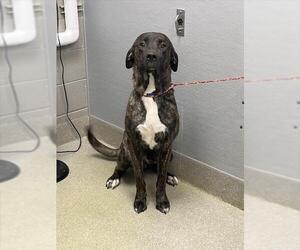 Mastiff-Unknown Mix Dogs for adoption in Las Vegas, NV, USA