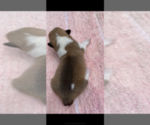 Small Photo #5 Pembroke Welsh Corgi Puppy For Sale in OCEANSIDE, CA, USA