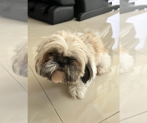 Shih Tzu Puppy for sale in HOLLYWOOD, FL, USA