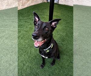 Stormy-$75 Adoption Fee! Diamond Dog! - Female Labrador Retriever-Unknown Mix Dog for Adoption - Photo #9