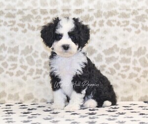 Miniature Bernedoodle Puppy for sale in DENVER, PA, USA