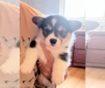 Small Pembroke Welsh Corgi