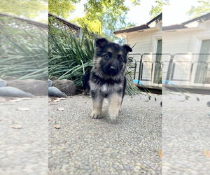 German Shepherd Dog Dogs for adoption in West Sacramento, CA, USA